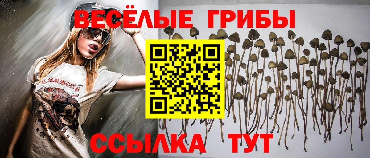 Кизляр  Псилоцибиновые грибы Psilocybine cubensis  Вход с VPN 